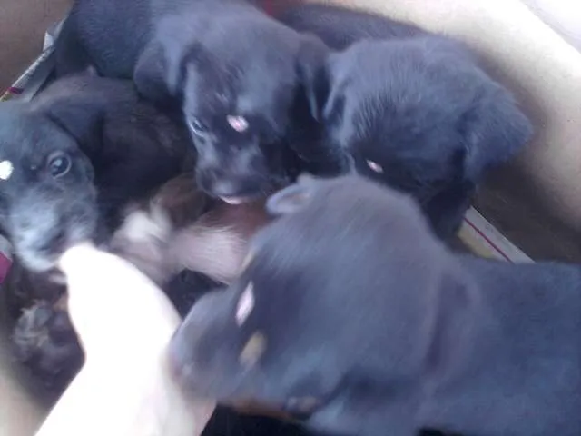 Cachorro ra a VIRA-LATA RACIADO idade 2 a 6 meses nome FOFINHAS