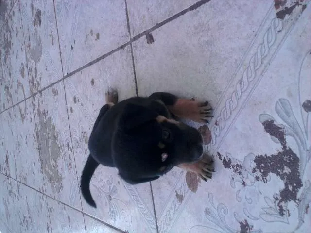 Cachorro ra a VIRA-LATA RACIADO idade 2 a 6 meses nome FOFINHAS