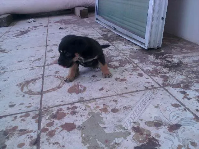 Cachorro ra a VIRA-LATA RACIADO idade 2 a 6 meses nome FOFINHAS