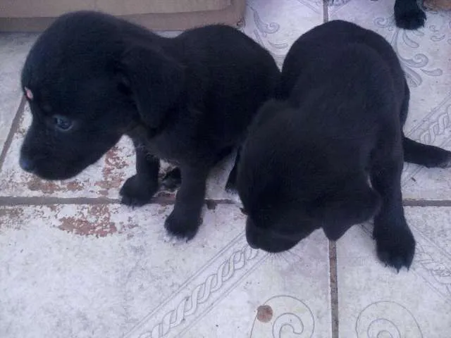 Cachorro ra a VIRA-LATA RACIADO idade 2 a 6 meses nome FOFINHAS