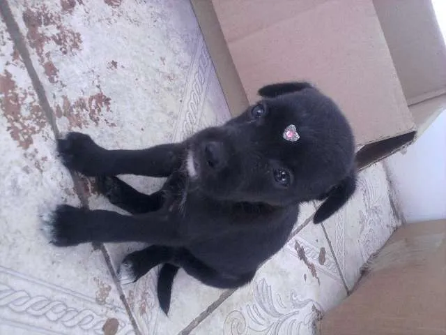 Cachorro ra a VIRA-LATA RACIADO idade 2 a 6 meses nome FOFINHAS