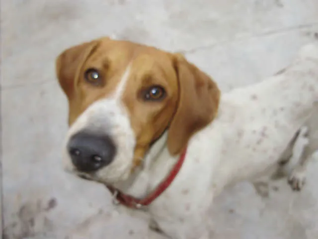 Cachorro ra a Pointer Ingles idade 2 anos nome COstelinha