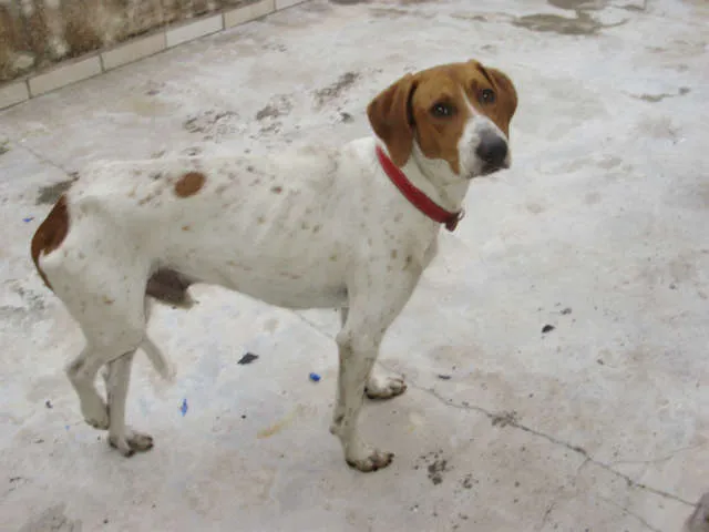 Cachorro ra a Pointer Ingles idade 2 anos nome COstelinha