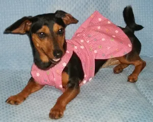 Cachorro raça Linguicinha idade 1 ano nome Gabi