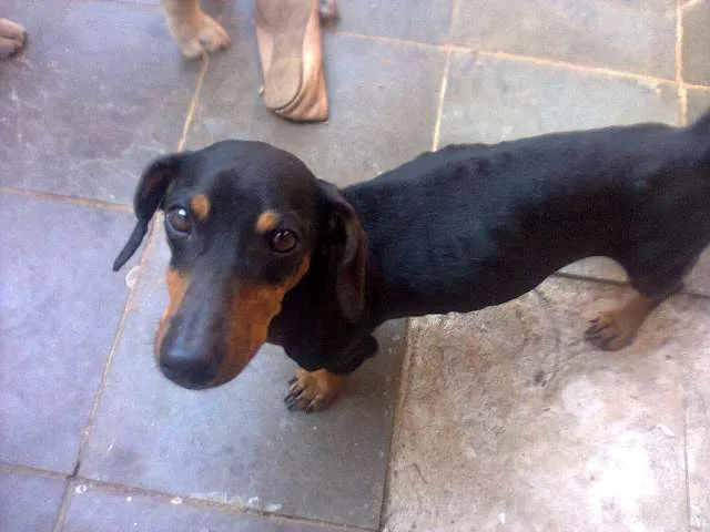 Cachorro ra a Dachshund idade 2 anos nome Zack