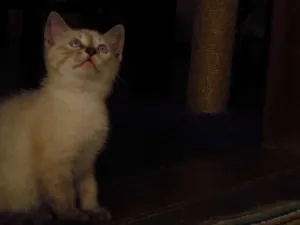 Gato raça mista idade Abaixo de 2 meses nome Os 6 Gatinhos de Fl