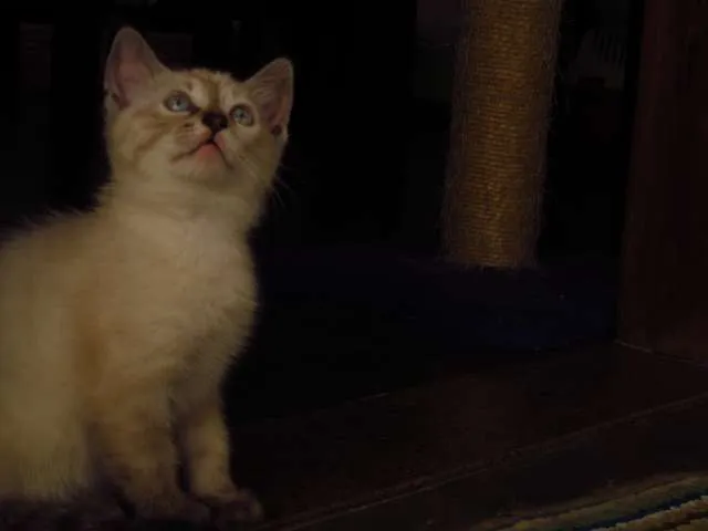 Gato ra a mista idade Abaixo de 2 meses nome Os 6 Gatinhos de Fl