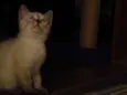 Os 6 Gatinhos de Fl