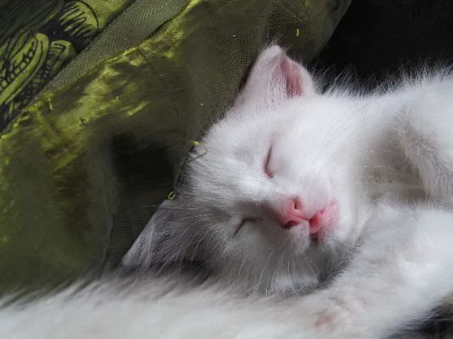 Gato ra a mista idade Abaixo de 2 meses nome Os 6 Gatinhos de Fl