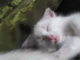 Os 6 Gatinhos de Fl