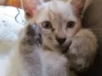 Os 6 Gatinhos de Fl