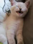 Os 6 Gatinhos de Fl