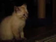 Os 6 Gatinhos de Fl