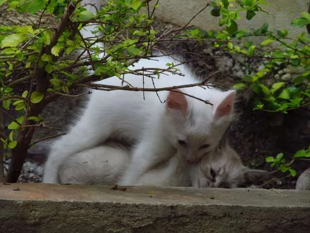 Gato ra a mista idade Abaixo de 2 meses nome Os 6 Gatinhos de Fl