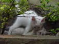Os 6 Gatinhos de Fl