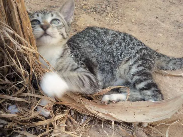 Gato ra a sem raça idade Abaixo de 2 meses nome Caio