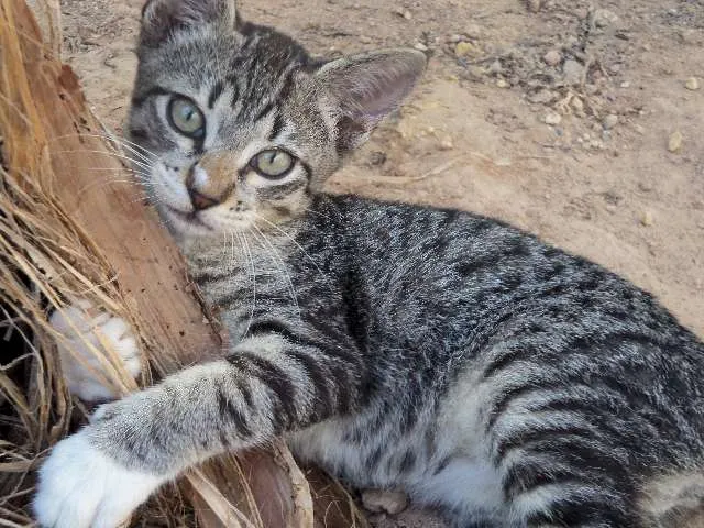 Gato ra a sem raça idade Abaixo de 2 meses nome Caio