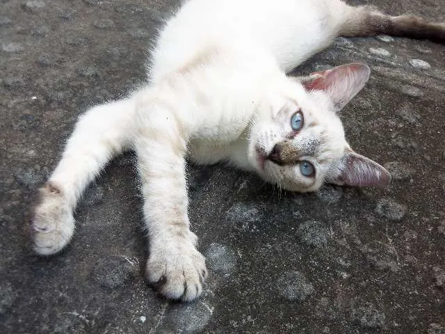 Gato ra a sem raça idade Abaixo de 2 meses nome Jack