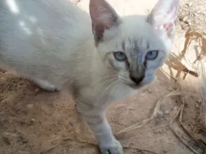 Gato raça sem raça idade Abaixo de 2 meses nome Jack
