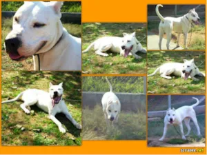 Cachorro raça DOGO ARGENTINO idade 2 anos nome CHEETARA
