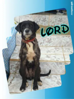 Cachorro raça SRD idade 2 anos nome LORD