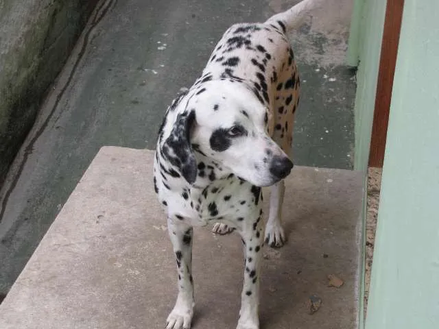 Cachorro raça Dálmata idade 5 anos nome marvin