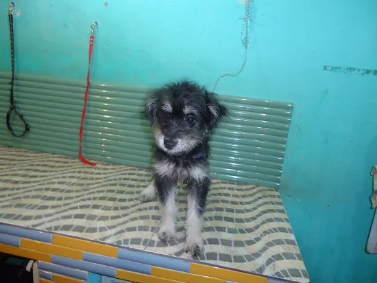 Cachorro ra a SRD idade 2 a 6 meses nome Mila