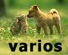 Cachorro raça Várias idade  nome Vários ADASFA