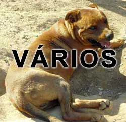 Cachorro ra a Vários idade  nome Vários AMA