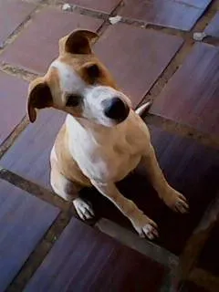 Cachorro ra a vira-lata idade 7 a 11 meses nome Charlie