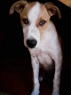Cachorro ra a vira-lata idade 7 a 11 meses nome Charlie