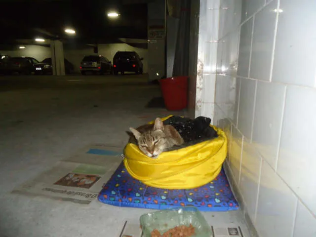 Gato ra a SRD idade 6 ou mais anos nome Shana