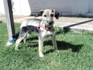 Cachorro raça Shnauzer idade 1 ano nome Macarrão