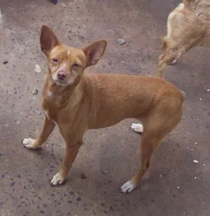 Cachorro raça Pinscher idade 6 ou mais anos nome Dalila