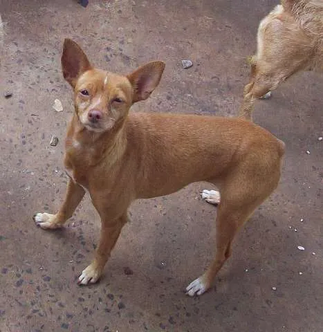 Cachorro ra a Pinscher idade 6 ou mais anos nome Dalila