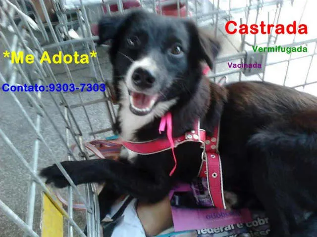 Cachorro ra a SRD idade 7 a 11 meses nome Mellody