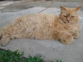 Gato ra a indef. idade  nome Mel
