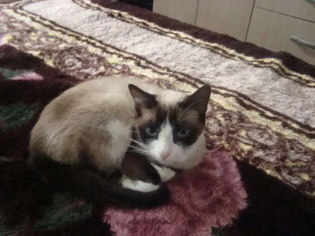 Gato ra a mistura de siamesa idade 2 anos nome theice