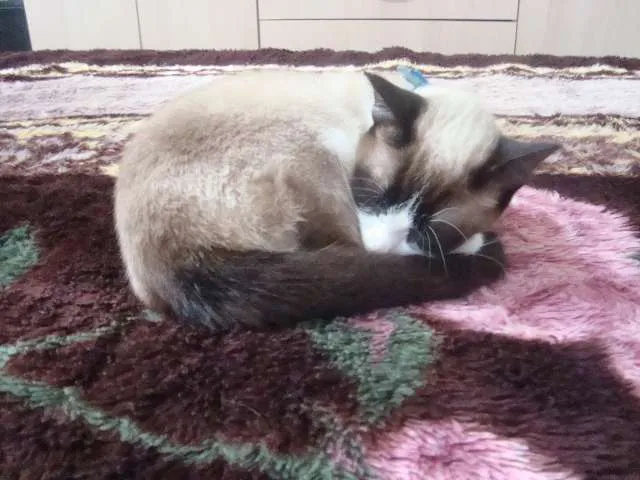 Gato ra a mistura de siamesa idade 2 anos nome theice