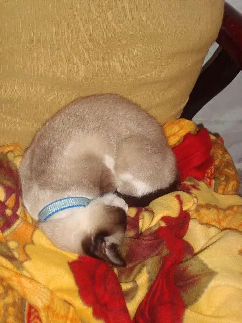 Gato ra a mistura de siamesa idade 2 anos nome theice