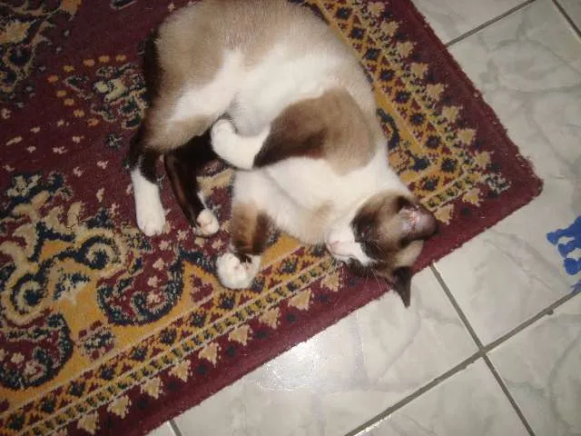 Gato ra a mistura de siamesa idade 2 anos nome theice