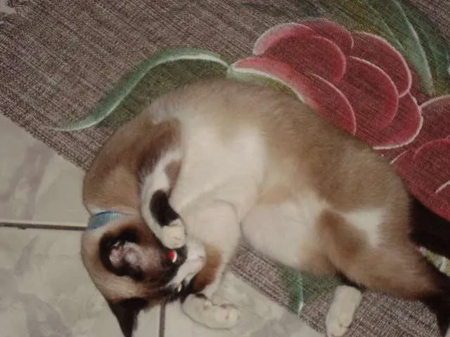 Gato ra a mistura de siamesa idade 2 anos nome theice
