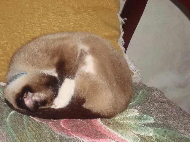 Gato ra a mistura de siamesa idade 2 anos nome theice