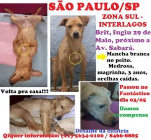 Cachorro raça SRD idade 3 anos nome Brit