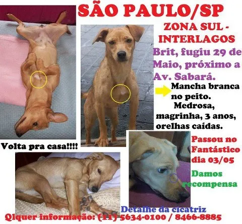 Cachorro ra a SRD idade 3 anos nome Brit