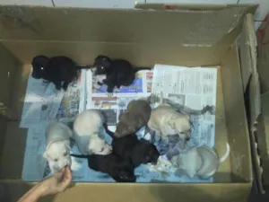 Cachorro raça SRD idade Abaixo de 2 meses nome Pequeninos