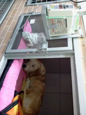 Cachorro raça ITALIAN SPENONE idade 5 anos nome MENINA