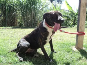 Cachorro raça Bull Terrier idade 1 ano nome Lennox