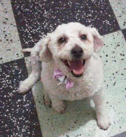 Cachorro ra a Poodle idade 2 anos nome Anita