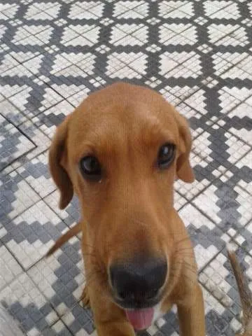 Cachorro ra a SRD idade 7 a 11 meses nome Marley e Apolo